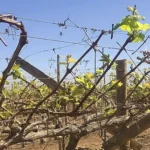 Intenso frío podría afectar la producción de uva en el valle de Ica