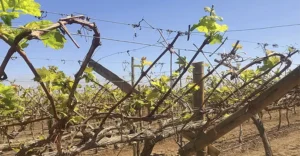 Intenso frío podría afectar la producción de uva en el valle de Ica