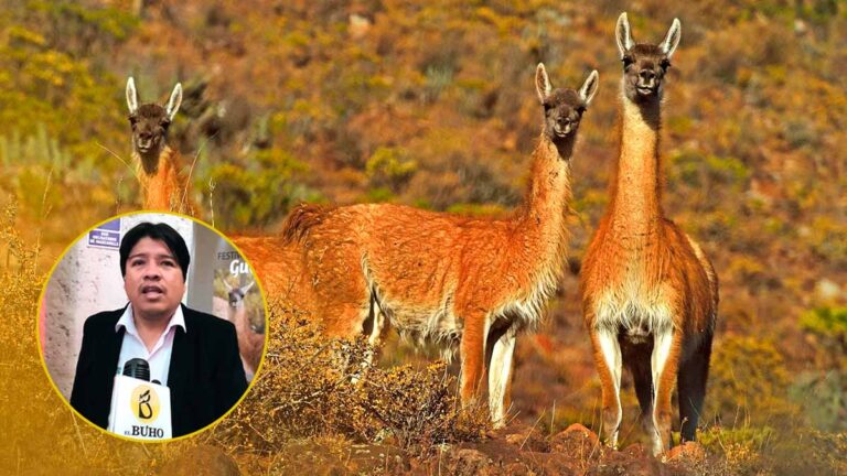 Arequipa: minería ilegal pone en peligro la vida de 515 guanacos en la región - Perú