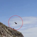 Denuncian que cóndores mueren en los cableados de ElectroDunas en el mirador de Mayobamba