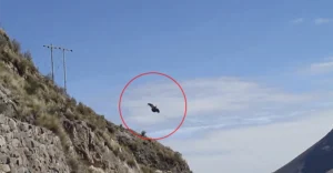 Denuncian que cóndores mueren en los cableados de ElectroDunas en el mirador de Mayobamba