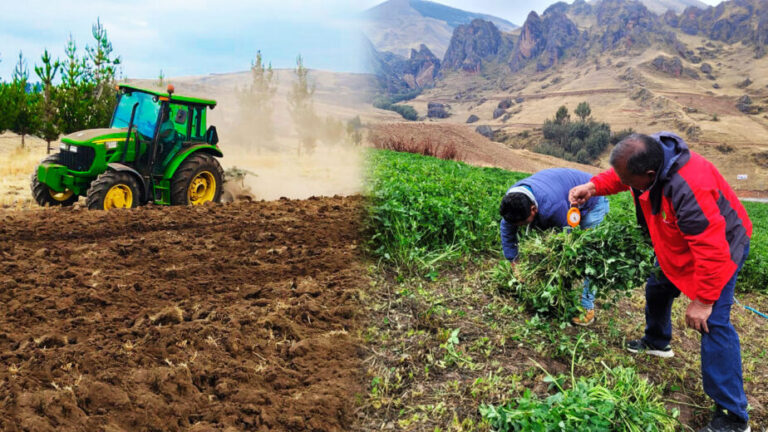 Ayacucho: 978 hectáreas de cultivos se perdieron en la última campaña agrícola - Perú