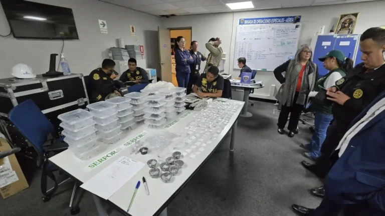 Intento de contrabando en el aeropuerto: Detienen a ciudadano coreano con más de 300 tarántulas camufladas - Perú