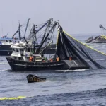 Alertan que el gobierno pretende permitir la pesca industrial dentro de la Reserva de Paracas
