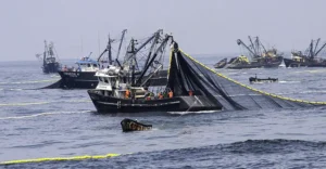 Alertan que el gobierno pretende permitir la pesca industrial dentro de la Reserva de Paracas