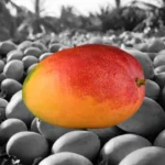 Crisis del mango en Perú: proponen dejar de sembrar la fruta por tres años debido a la sobreproducción