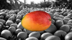 Crisis del mango en Perú: proponen dejar de sembrar la fruta por tres años debido a la sobreproducción