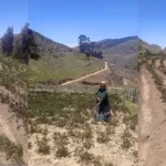 Ica: Heladas y bajas temperaturas disecan cultivos en distritos altoandinos de Chincha