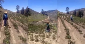 Ica: Heladas y bajas temperaturas disecan cultivos en distritos altoandinos de Chincha