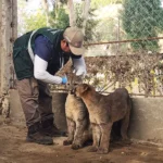 Rescatan dos cachorros de puma andino y guardan cuarentena en el zoológico de Ica