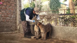 Rescatan dos cachorros de puma andino y guardan cuarentena en el zoológico de Ica