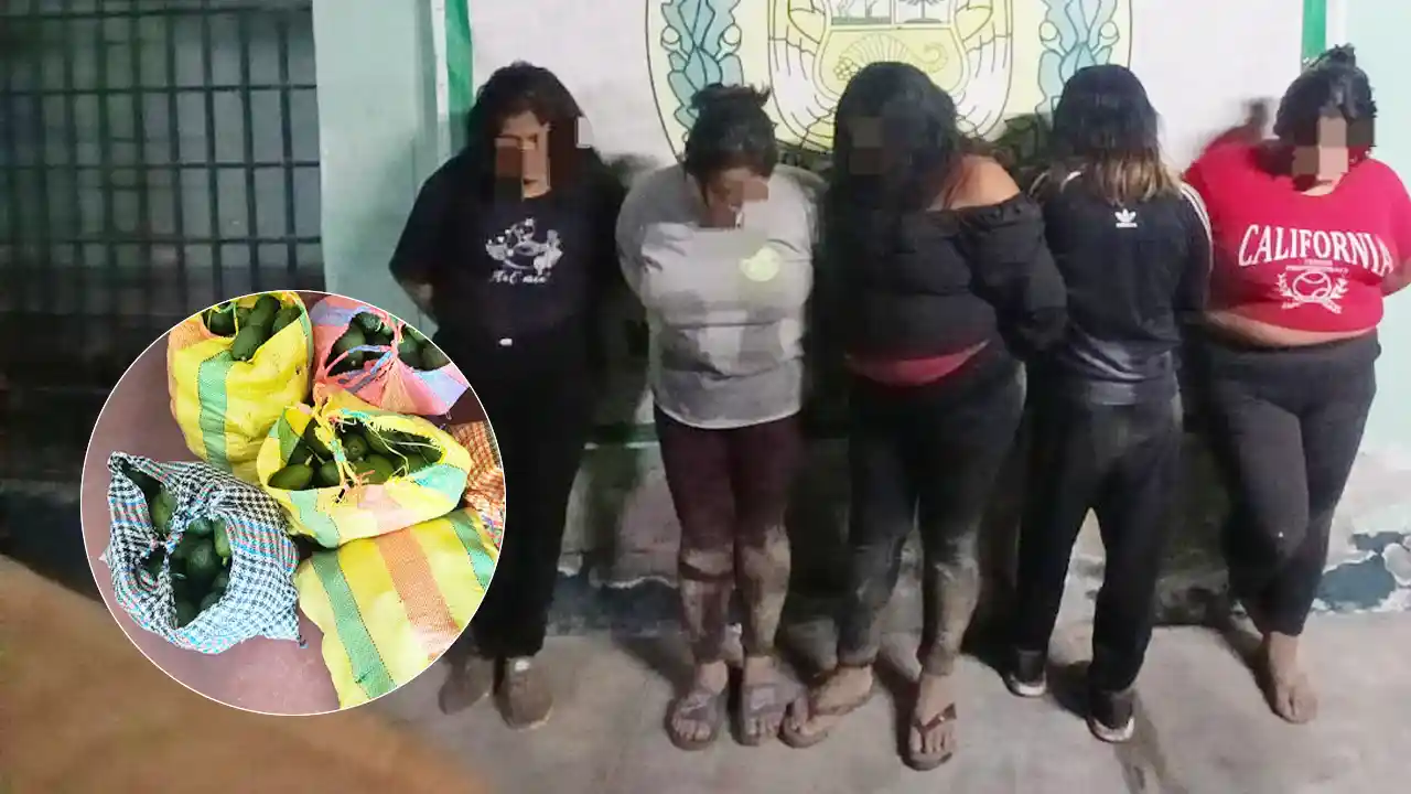 Ica: caen “Las Palteras de San Francisco”, banda de mujeres que robaba paltas en chacras