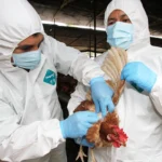 Ica: descartan brote de gripe aviar tras extraña muerte de gallinas en Pisco