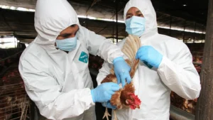Ica: descartan brote de gripe aviar tras extraña muerte de gallinas en Pisco