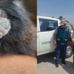 Ica: familia llevó un monito pichico a la playa y Serfor lo decomisó