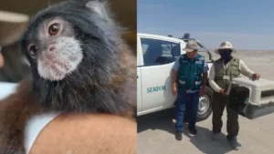 Ica: familia llevó un monito pichico a la playa y Serfor lo decomisó