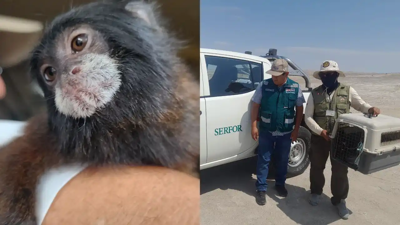Ica: familia llevó un monito pichico a la playa y Serfor lo decomisó