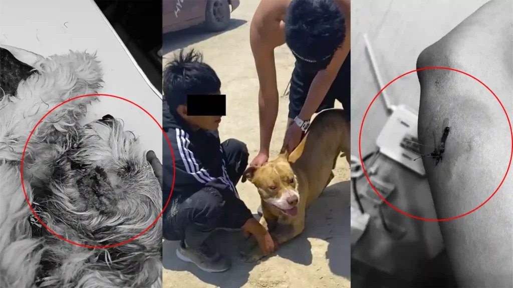 Ica: Pitbull mordió a mujer durante ataque a su pequeña mascota en plena Playa de Carhuaz