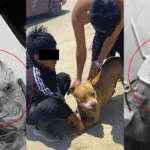 Ica: Pitbull mordió a mujer durante ataque a su pequeña mascota en plena Playa de Carhuaz
