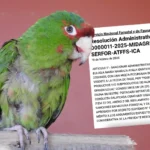 Ica: Serfor sanciona con multa de 553 soles a mujer por tener una "cotorra mitrada"