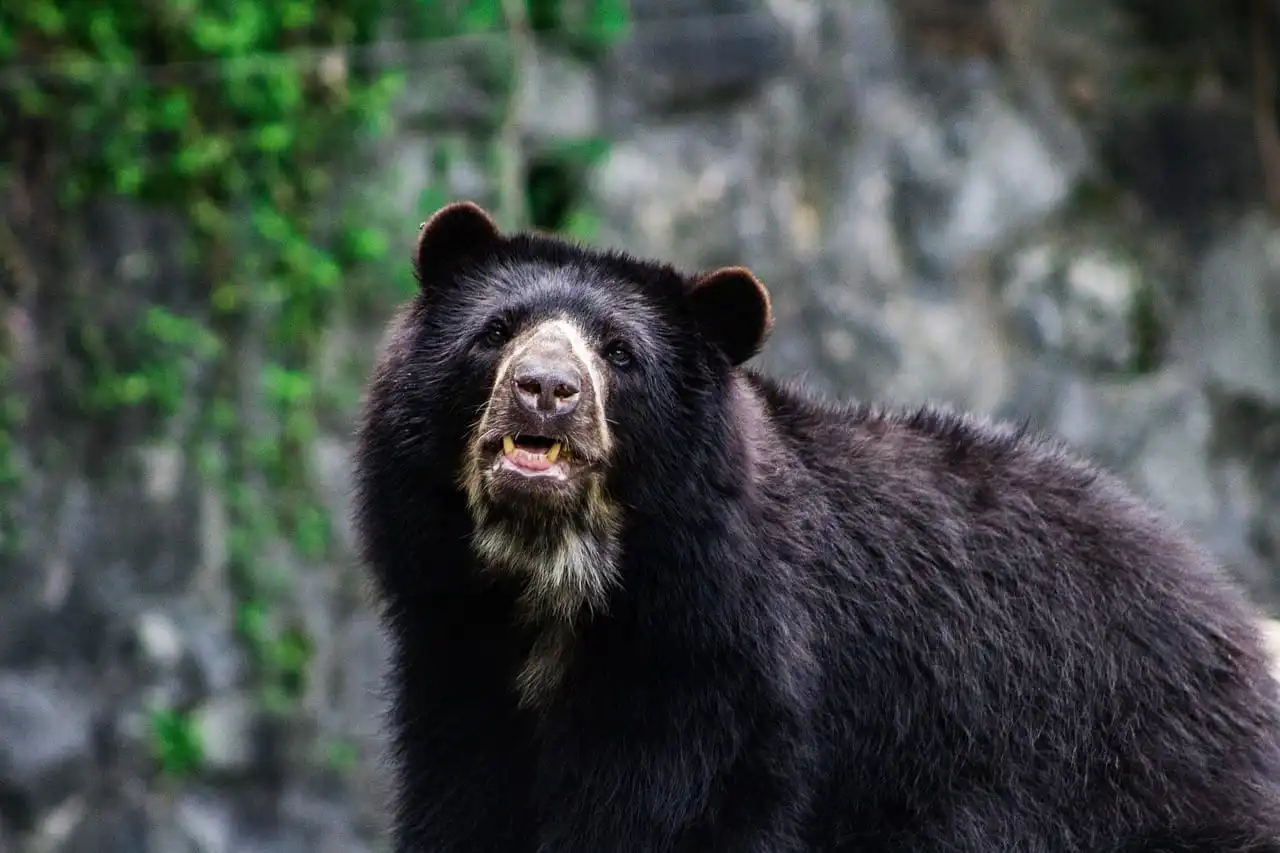 Cusco refuerza la conservación del oso andino con tecnología de fototrampeo - Perú