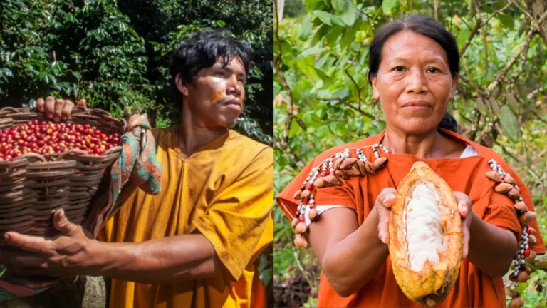 Café y cacao: Sector discutirá estrategias ante regulación europea y cambio climático - Perú