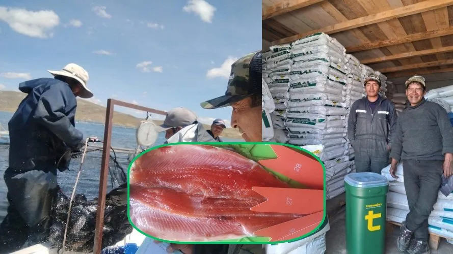 Trucha producida en Puno es la más requerida en mercados del sur del país por su alta calidad - Perú