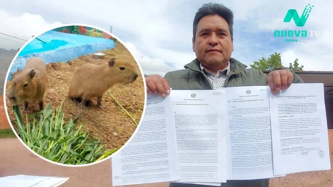Capibaras en Cusco: Inti y Killa conquistan corazones desde Oropesa - Perú