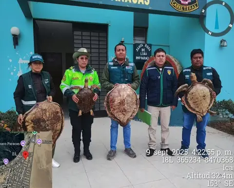 Intervienen lujoso hotel de Paracas que exponía tortugas en peligro de extensión disecadas como atractivo