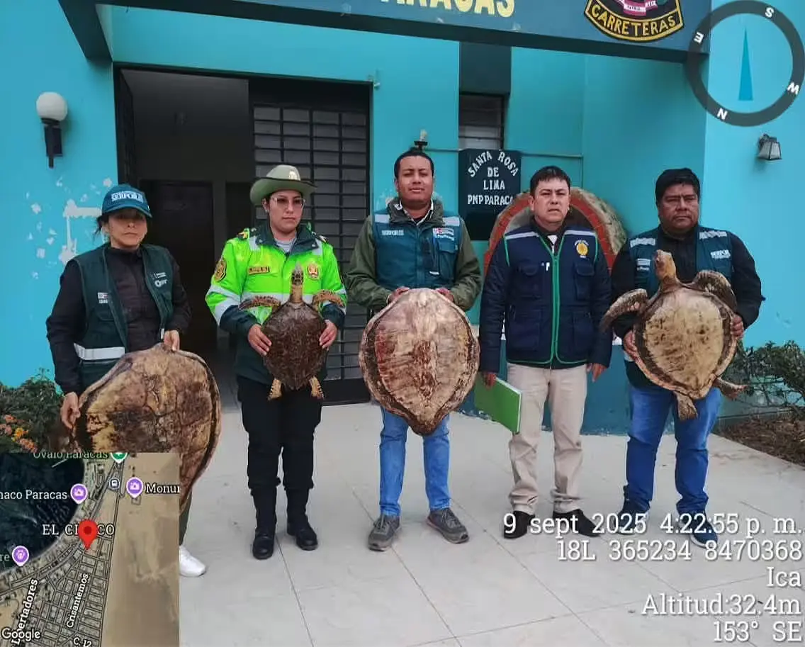 Intervienen lujoso hotel de Paracas que exponía tortugas en peligro de extensión disecadas como atractivo