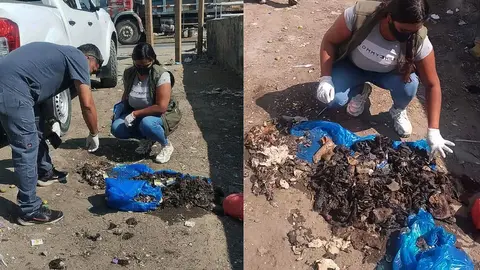 Hallan restos de perros en Río Ica: Alertan que carne se vendería en tamales y embutidos