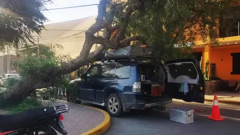 Ica: Turistas se salvan de ser aplastados tras caída de enorme árbol en Huacachina