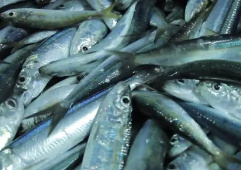 Fenómeno El Niño altera distribución de anchoveta en el litoral peruano