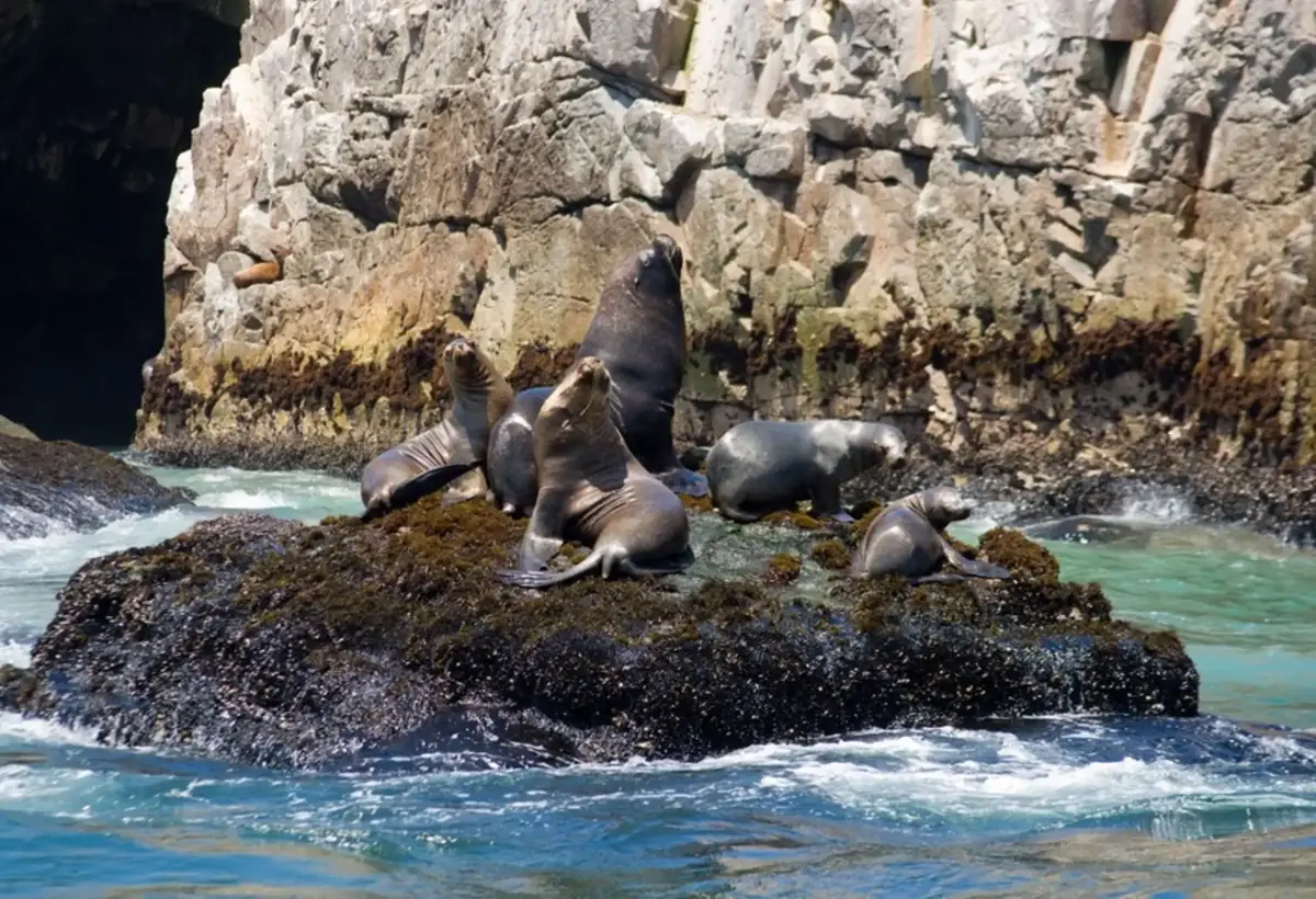 Ica: Sernanp investiga muerte inusual de lobos marinos en islas protegidas