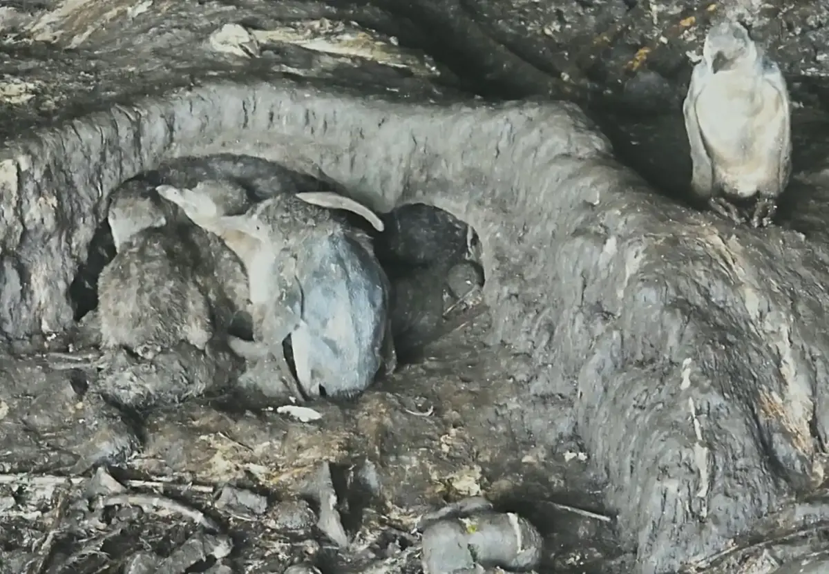Pingüino de Humboldt en riesgo crítico por fenómeno de El Niño y pesca industrial