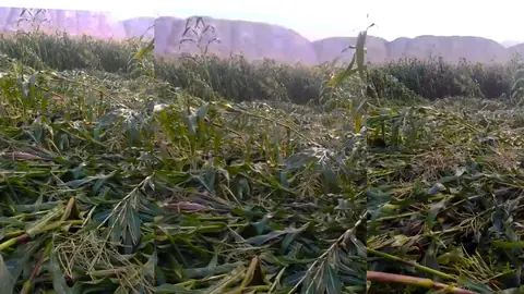 Fuertes vientos destruyen más de 60 hectáreas de cultivos de maíz en valle de Pisco