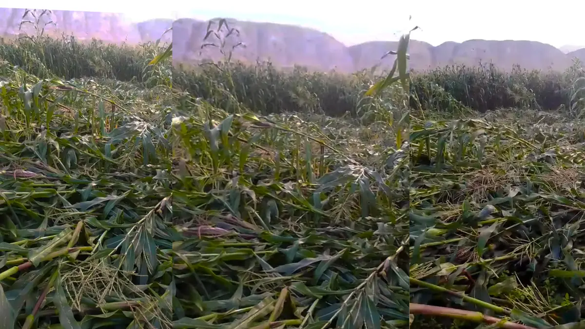 Fuertes vientos destruyen más de 60 hectáreas de cultivos de maíz en valle de Pisco