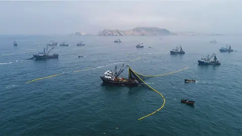 Gobierno de Keiko Fujimori con facultades pretende entregar la Reserva de Paracas a la pesca industrial