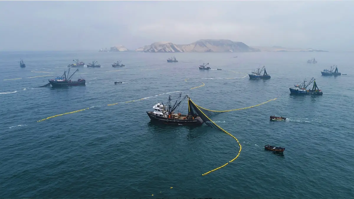 Gobierno de Keiko Fujimori con facultades pretende entregar la Reserva de Paracas a la pesca industrial