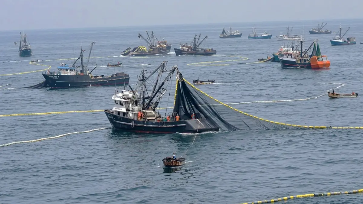Gobierno de Keiko Fujimori pretende entregar la Reserva de Paracas a la pesca industrial