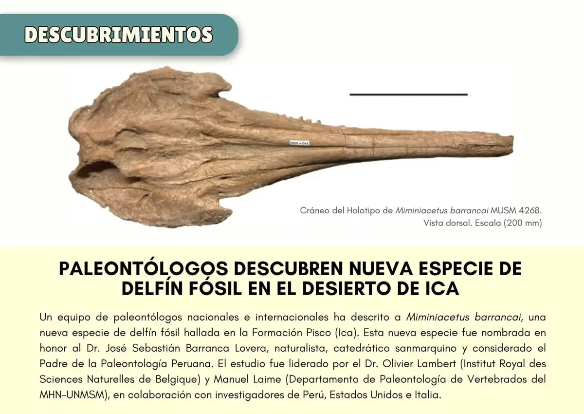 Ica: Paleontólogos descubren nueva especie de delfín fósil del Mioceno medio