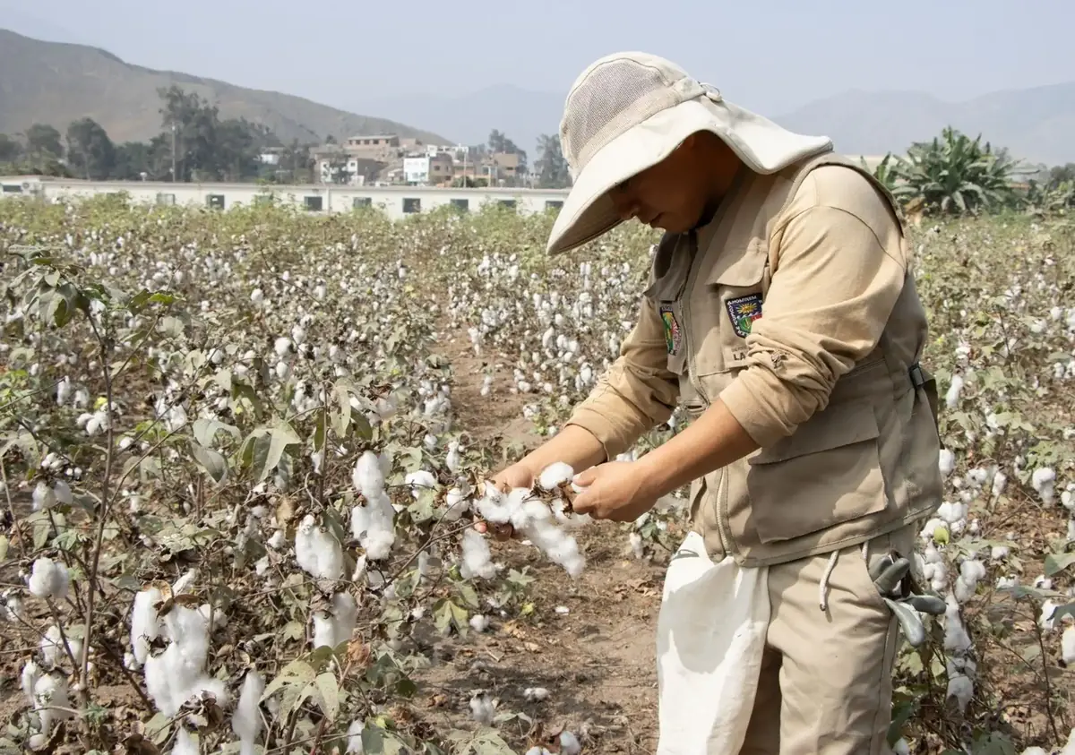 Ica: Productores de Palpa y Nasca iniciarán siembra de algodón Molinero extralargo