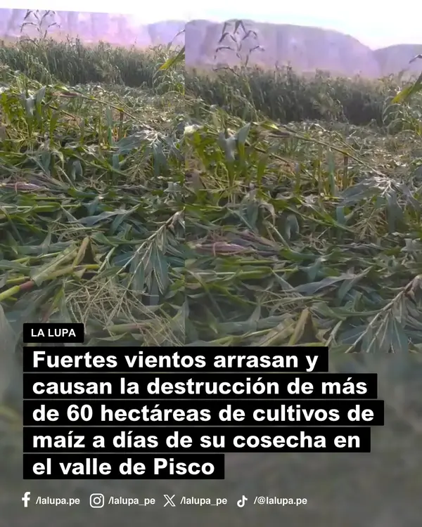 Fuertes vientos destruyen más de 60 hectáreas de cultivos de maíz en valle de Pisco